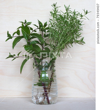 peppermint plant (Mentha piperita) and summer savory plant (Satu 79349407
