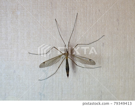 crane fly insect animal 79349413
