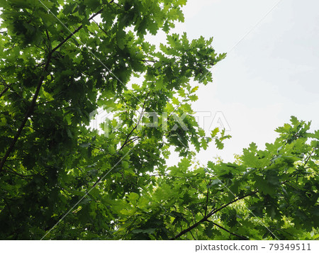 oak tree (Quercus robur) sapling 79349511