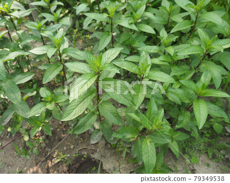 peppermint plant (Mentha piperita) peppermint plant (Mentha piperita) 79349538