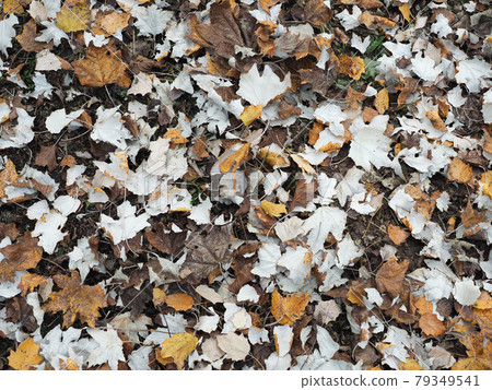 brown autumn leaves background 79349541