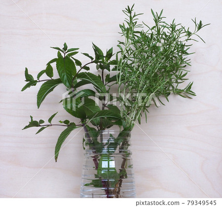 peppermint plant (Mentha piperita) and summer savory plant (Satu 79349545