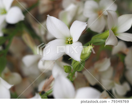 kalanchoe (Saxifragales Crassulaceae) plant white flower kalanchoe (Saxifragales Crassulaceae) plant white flower 79349769