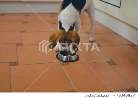 Cute Beagle puppy looking at empty dog bowl at home. Adorable pet 79349957
