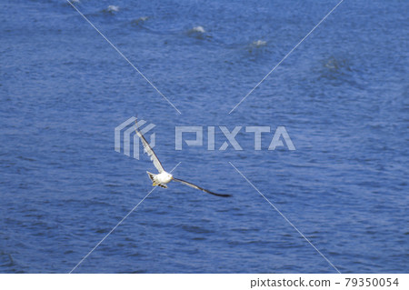 Black-tailed gull seen from the ferry heading to Sado 79350054