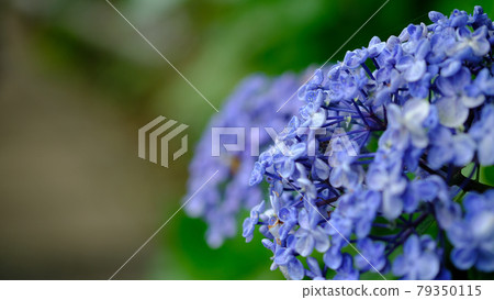Hydrangea flower 79350115