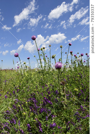 Wild flower background in Patagonia, Argentina Wild flower background in Patagonia, Argentina 79350337