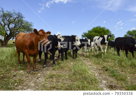 Steers fed on pasture, La Pampa, Argentina Steers fed on pasture, La Pampa, Argentina 79350338