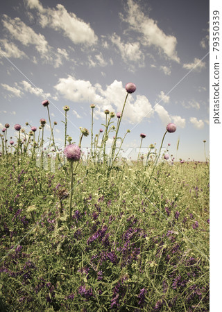 Wild flower background in Patagonia, Argentina Wild flower background in Patagonia, Argentina 79350339