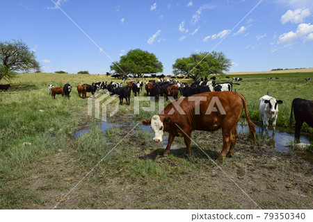 Steers fed on pasture, La Pampa, Argentina Steers fed on pasture, La Pampa, Argentina 79350340
