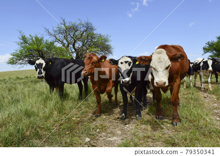 Steers fed on pasture, La Pampa, Argentina Steers fed on pasture, La Pampa, Argentina 79350341