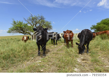 Steers fed on pasture, La Pampa, Argentina Steers fed on pasture, La Pampa, Argentina 79350354