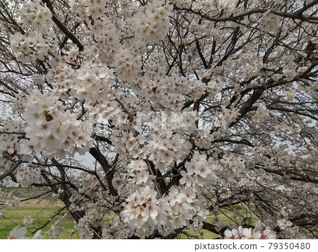 Fukushima City Oyama Matsukawa Sakura 79350480