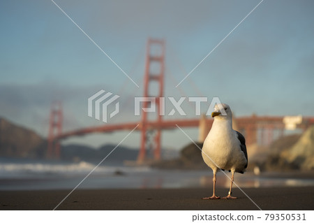 Seagulls on the beach in San Francisco 79350531