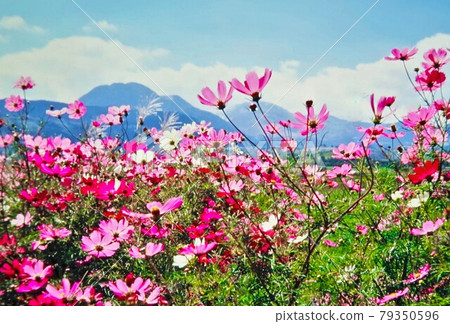 Kuju Mountain Range and Cosmos (Kumamoto Prefecture) Kuju Mountain Range and Cosmos (Kumamoto Prefecture) 79350596