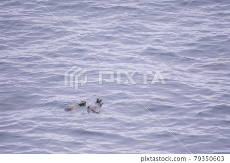 Sea otter parent and child floating with scallops at Cape Kiritafu 79350603