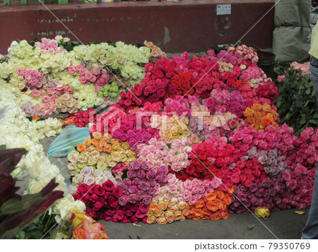 Colombian roses 79350769