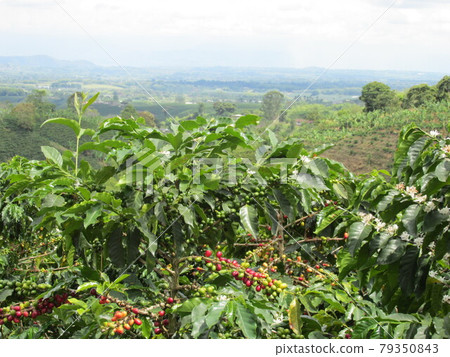 Colombia's big coffee area 79350843