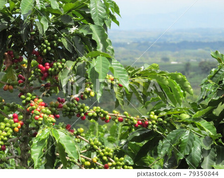 哥倫比亞的大咖啡區 哥倫比亞的大咖啡區 79350844