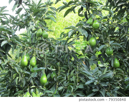 Colombian avocado Colombian avocado 79350848