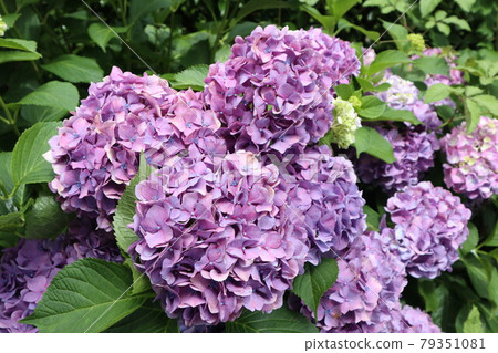 繡球花盛開 79351081