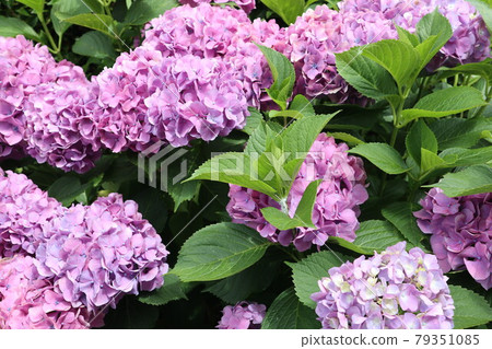 Hydrangea flowers are in full bloom 79351085
