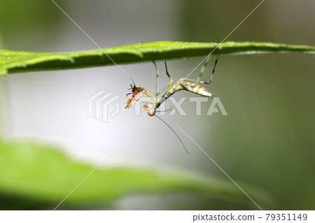 螳螂幼蟲吃蚜蟲 79351149