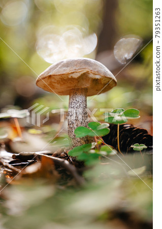 Brown boletus in the forest close-up Brown boletus in the forest close-up 79351263