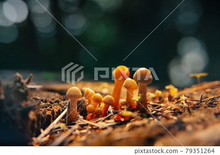 Close-up of a group of poisonous toadstools mushrooms. Close-up of a group of poisonous toadstools mushrooms. 79351264