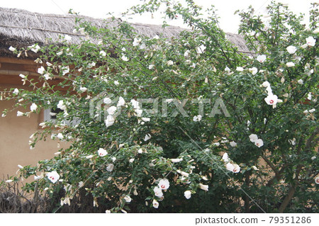 Scenery of Busan, South Korea Scenery of Busan, South Korea 79351286
