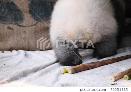 Walking baby gray panda ass 79351585