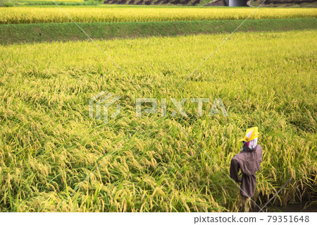 收穫前的稻穗和小稻草人 79351648