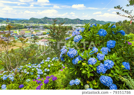 From Hydrangea Garden to Kaminari Mountain Range 79351786
