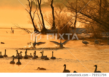 Morning swan of Lake Inawashiro Morning swan of Lake Inawashiro 79351794