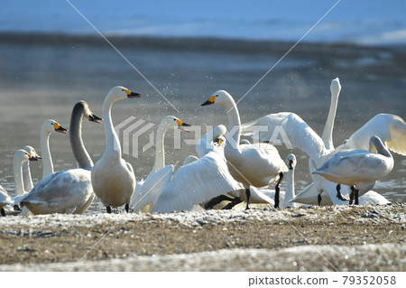 Morning swan of Lake Inawashiro Morning swan of Lake Inawashiro 79352058