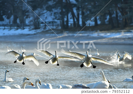 Morning swan of Lake Inawashiro 79352112