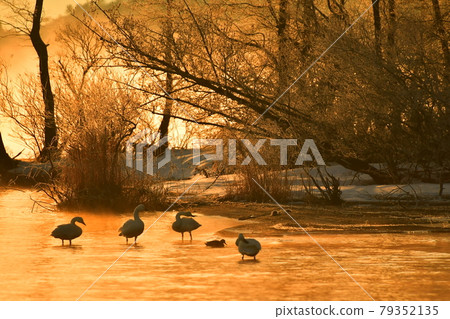 Morning swan of Lake Inawashiro Morning swan of Lake Inawashiro 79352135