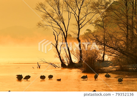 Morning swan of Lake Inawashiro 79352136