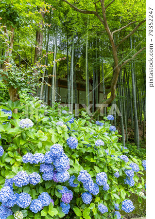 [神奈川縣]鎌倉：綠意盎然的圓岳寺的竹林和繡球花 79352247