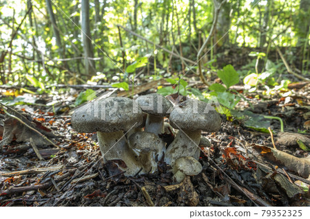 Hatake Shimeji Sapporo Hatake Shimeji Sapporo 79352325