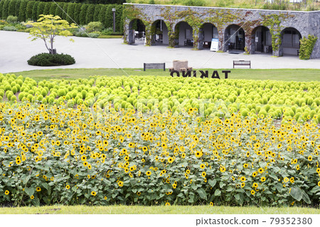 Sunflower and Kokia Takino Suzuran Hillside Park 79352380