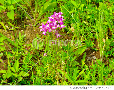 植物，黃芪花（黃芪花） 79352678