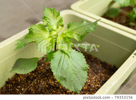 紫蘇種植機栽培、家庭菜園、綠紫蘇 79353156