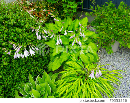 Plant, hosta flower 79353256