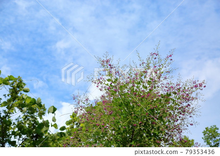 Hagi flower Hagi flower 79353436