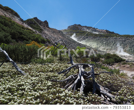 Full bloom azalea and sulfur mountain 79353813