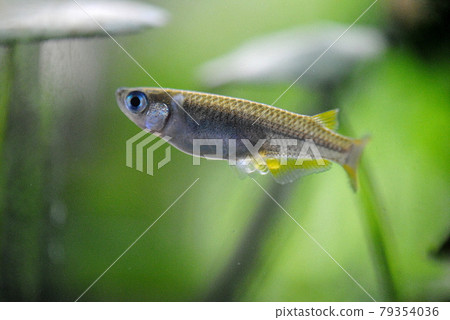 Wild medaka with eggs 79354036