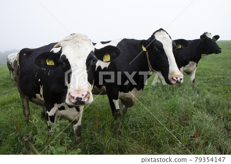 Holstein Holstein 79354147