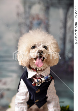 Fashionable model dog toy poodle shot in the studio Fashionable model dog toy poodle shot in the studio 79354389