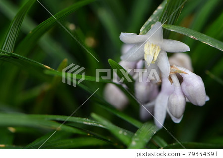 Ryunouchi flower Ryunouchi flower 79354391